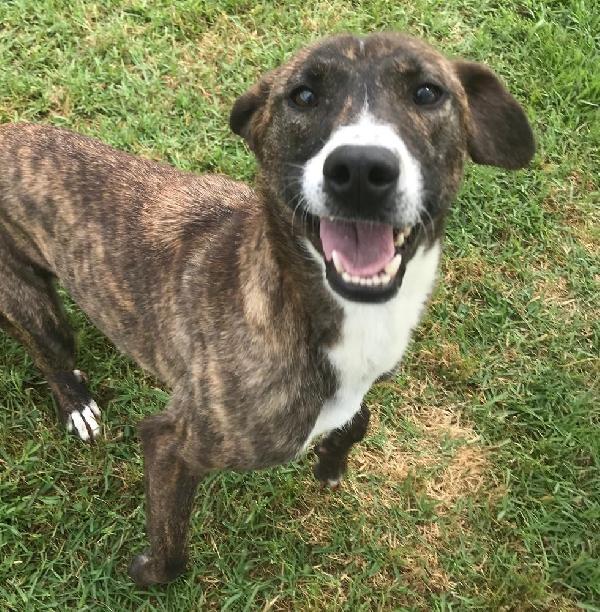 Zoom, La Cagnolina Più Simpatica Del Canile 